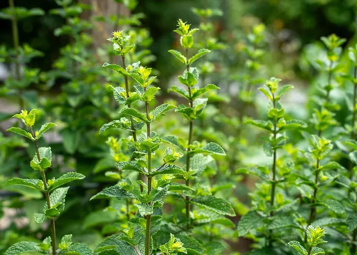 Naturparkresort Zu Hause Tatil Evi Sankt Gallen
